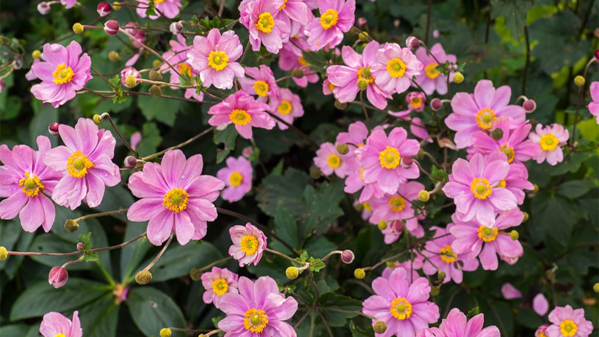 5 Perennials to Plant Right Now – Grow Beautifully
