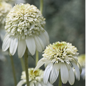 Echinacea, 'Milkshake', coneflower Echinacea, 'Milkshake', coneflower