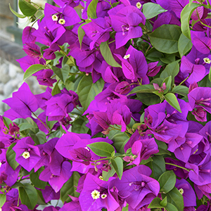 purplequeen300x300 purplequeen300x300
