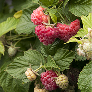 raspberryshortcake300x300 raspberryshortcake300x300
