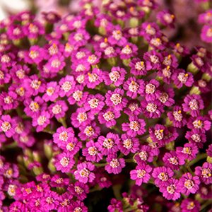 roseyarrow300x300 roseyarrow300x300