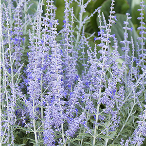 russiansage300x300 russiansage300x300