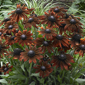 Rudbeckia Summerina Brown Rudbeckia Summerina Brown