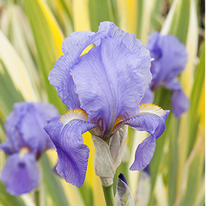 variegatediris300x300 variegatediris300x300