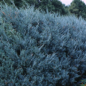 10 Evergreen Shrubs For Privacy Zone 3 7 Grow Beautifully