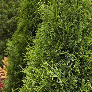 10 Evergreen Shrubs For Privacy Zone 3 7 Grow Beautifully