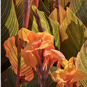 canna300x300 canna300x300