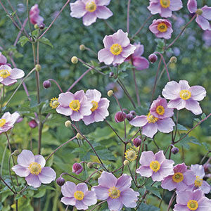 September Charm Japanese Anemone