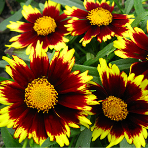 coreopsis300x300 coreopsis300x300