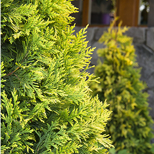 10 Evergreen Shrubs For Privacy Zone 3 7 Grow Beautifully