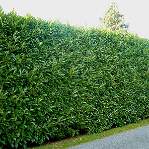 10 Evergreen Shrubs for Privacy (Zone: 8 - 11)