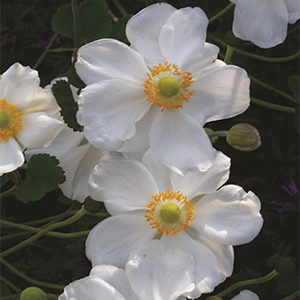 Honorine Jobert Japanese Anemone