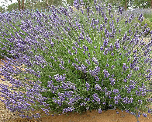 How to take care of english lavender plant