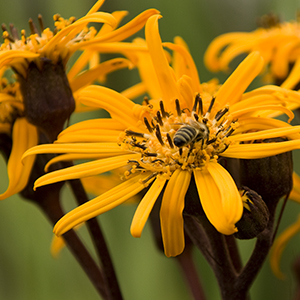 ligularia300x300 ligularia300x300