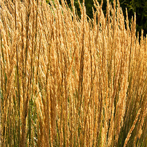 Overdam Feather Reed Grass