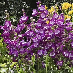 Penstemon Pretty Petticoat Penstemon Pretty Petticoat
