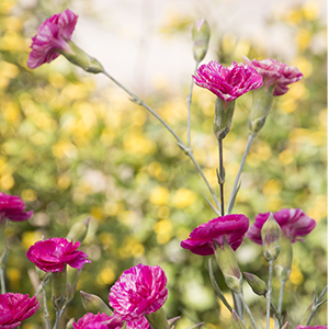 pinks300x300 pinks300x300
