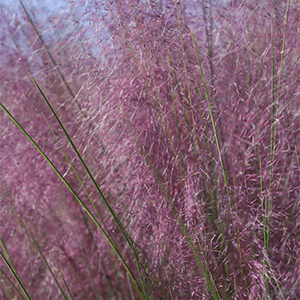 Plumetastic® Pink Muhly Grass