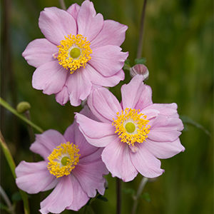 Serenade Japanese Anemone