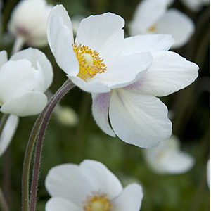 Snowdrop Anemone