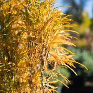 10 Unique Shrubs For Fall Color Zone 3 7 Grow Beautifully
