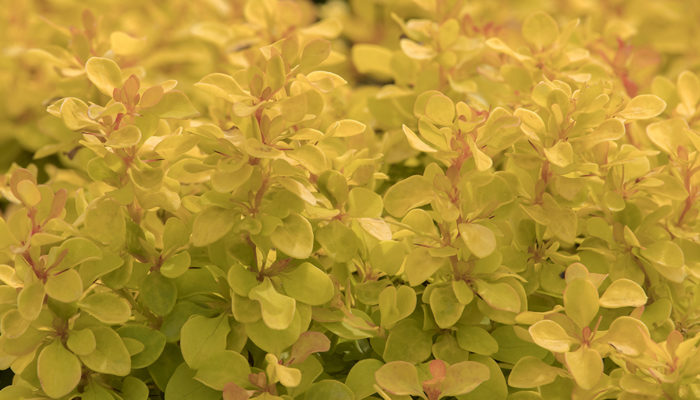 Golden Jackpot® Barberry-resize3 Golden Jackpot® Barberry-resize3