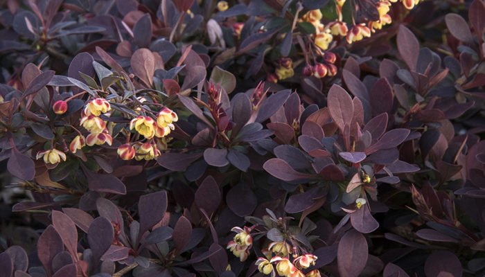 Lava Nugget™ Barberry-resize4 Lava Nugget™ Barberry-resize4