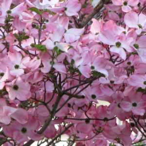 Stellar-Pink-Dogwood Stellar-Pink-Dogwood