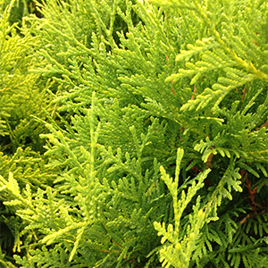 arborvitae300x300 arborvitae300x300