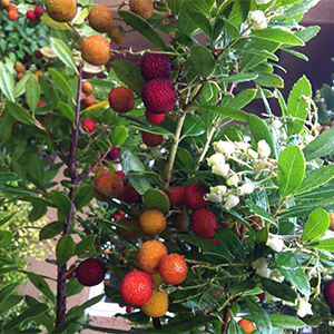 arbutus300x300 arbutus300x300