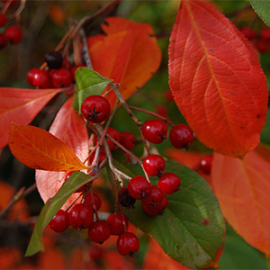 aronia300x300 aronia300x300