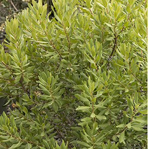 bayberry300x300 bayberry300x300