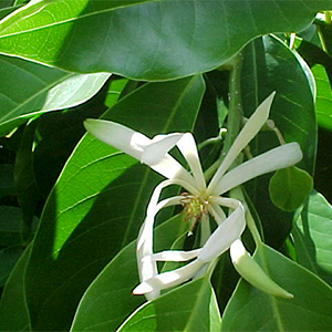 champaca300x300 champaca300x300