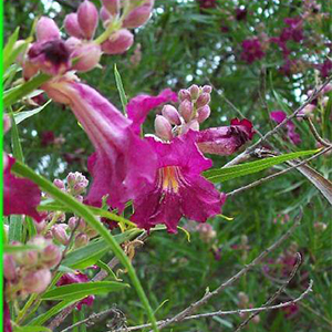 chilopsis300x300 chilopsis300x300