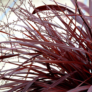 cordyline300x300 cordyline300x300