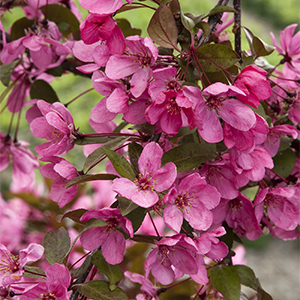 crabapple300x300 crabapple300x300