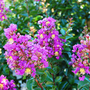 crapemyrtle300x300 crapemyrtle300x300