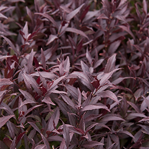 deutzia300x300 deutzia300x300