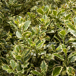 englishholly300x300 englishholly300x300