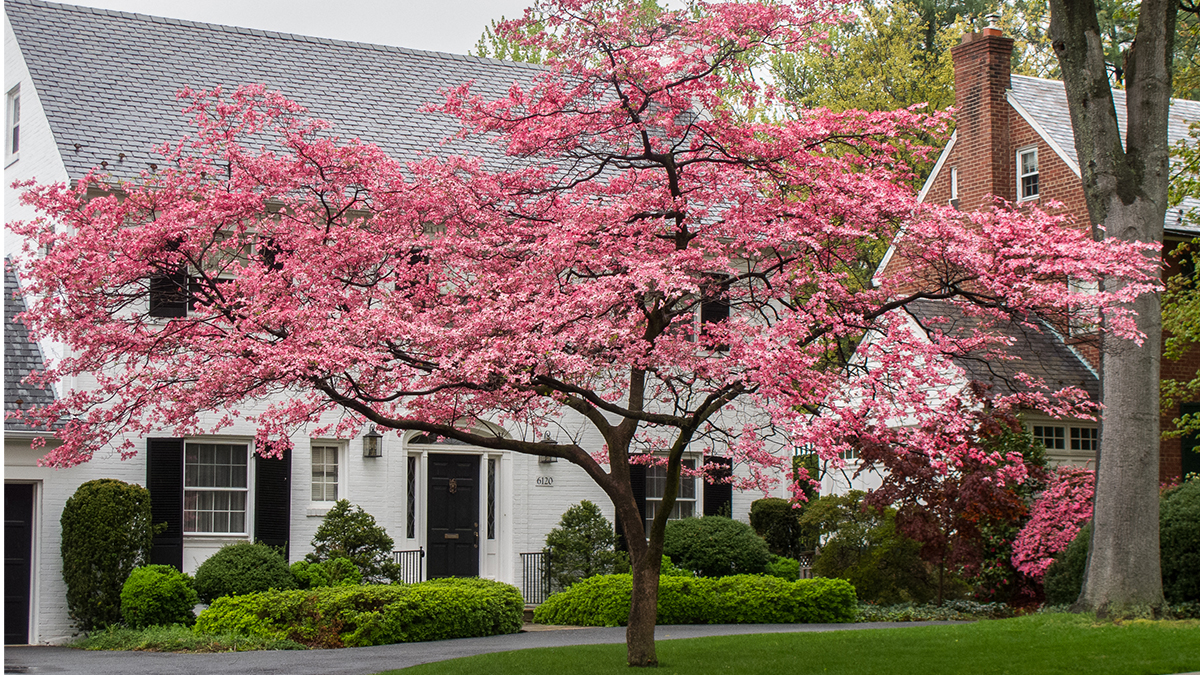 5-ways-to-use-dogwoods-grow-beautifully