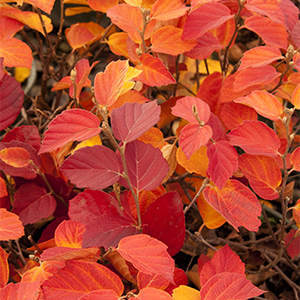 fothergilla300x300 fothergilla300x300