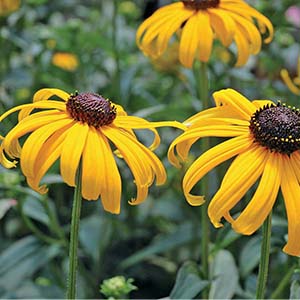 Rudbeckia fulgida 'Early Bird Gold' Rudbeckia fulgida 'Early Bird Gold'