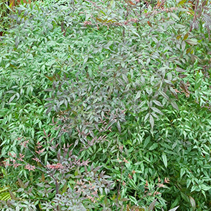 heavenlybamboo300x300 heavenlybamboo300x300