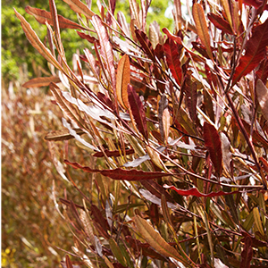 hopseed300x300 hopseed300x300