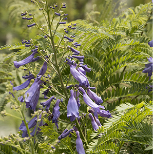 jacarana300x300 jacarana300x300