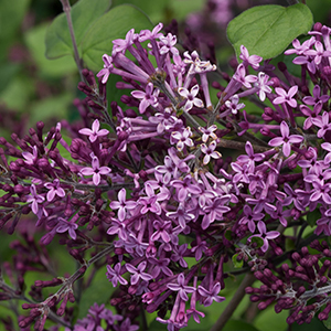 lilac300x300 lilac300x300