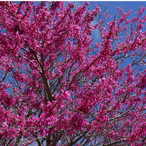 mexicanredbud300x300 mexicanredbud300x300