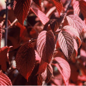 popcornviburnum300x300 popcornviburnum300x300