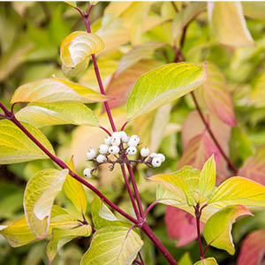 prairiefire300x300 prairiefire300x300