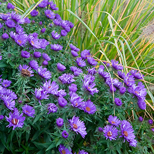 Aster novae-angliae 'Purple Dome', Pennisetum alopecuroides 'Hameln' Aster novae-angliae 'Purple Dome', Pennisetum alopecuroides 'Hameln'